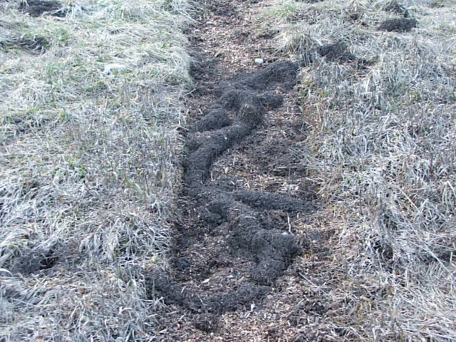 vole trails and mounds